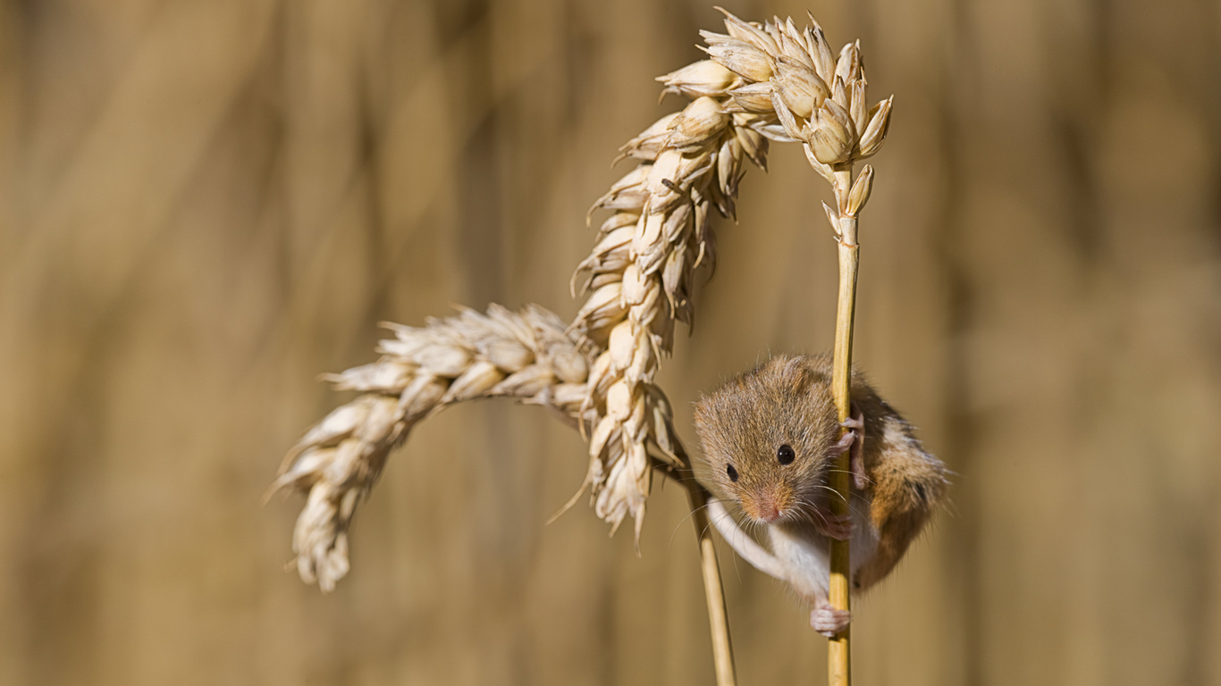 A harvest mouse living in a tennis ball in Thetford, Norfolk (© David Tipling/Lonely Planet Images/Getty Images)(Bing United Kingdom)