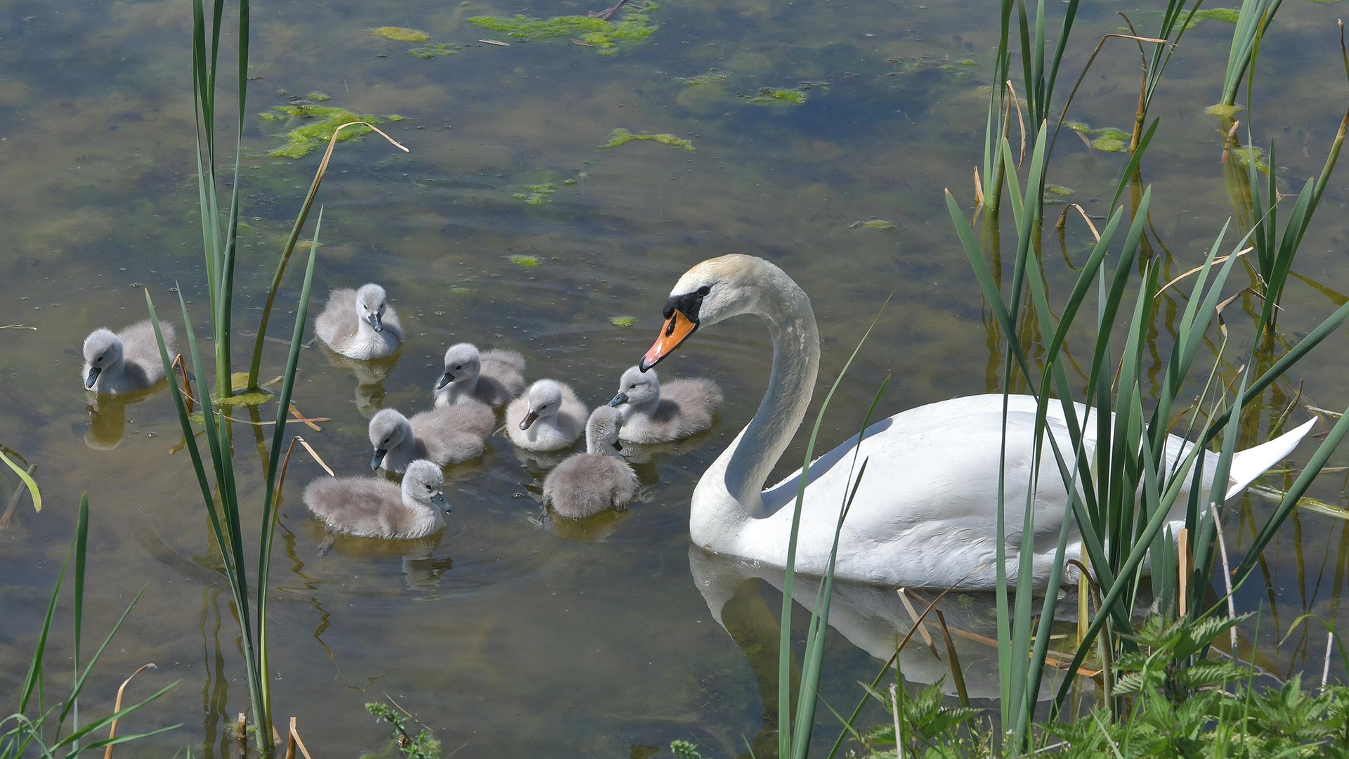 Schwan mit Küken, Aischgrund, Franken, Bayern (© Rüdiger Hess/geo-select FotoArt)(Bing Deutschland)