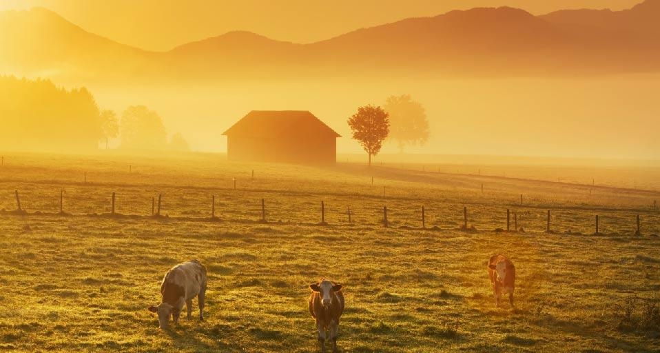 Landschaft nahe der Alpen mit Kühen im Nebel bei Sonnenaufgang - Penzberg, Bayern, Deutschland, Europa (© Frank Krahmer/Corbis) &copy; (Bing Germany)