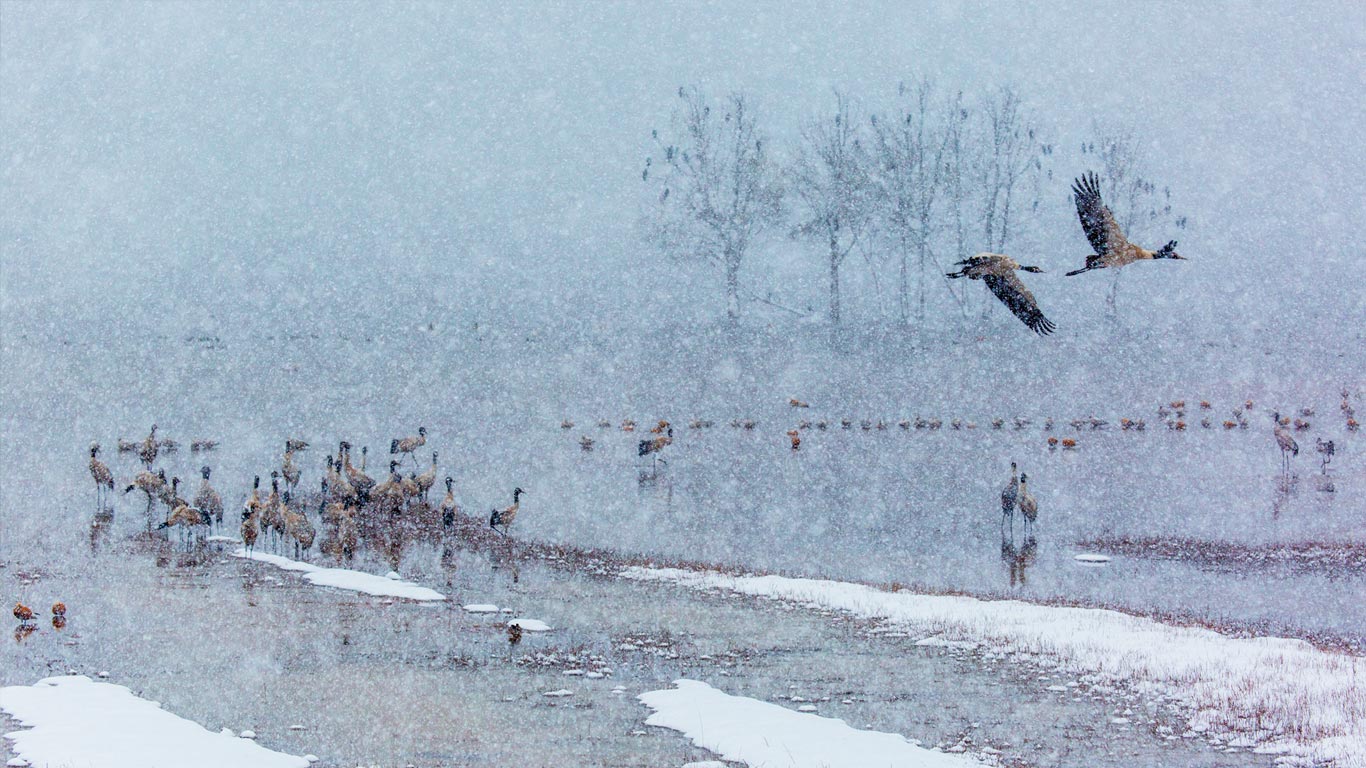 下雪了，许多黑颈鹤在雪中飞舞 (© zhouyousifang/Getty Images)(Bing China)