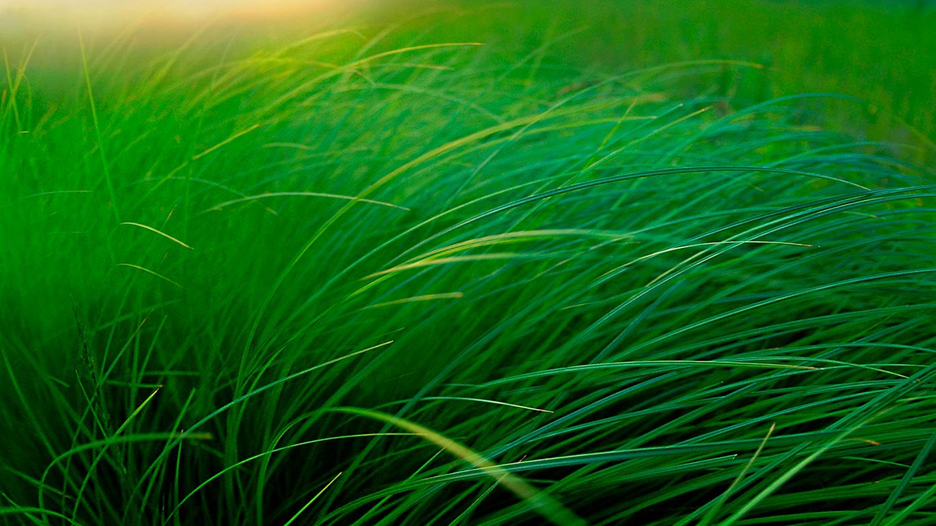 Grass of lakeside sedge meadow, Moose Lake, Minnesota (© Jim Brandenburg/Minden Pictures)(Bing Canada)