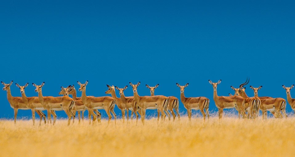 Impala-Herde im Serengeti-Nationalpark, Tansania – Frans Lanting/Corbis &copy; (Bing Germany)
