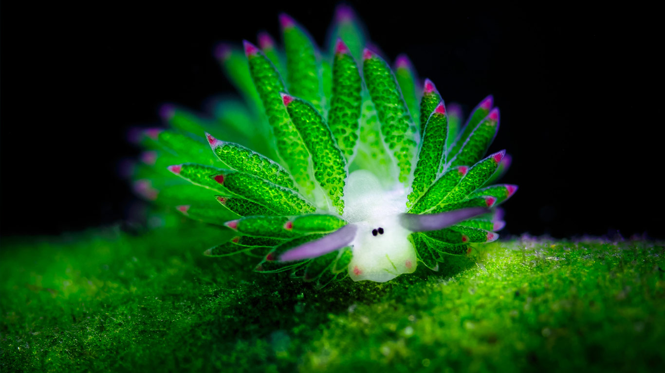 A sea slug in the waters off Bali (© Media Drum World/Alamy)(Bing United Kingdom)