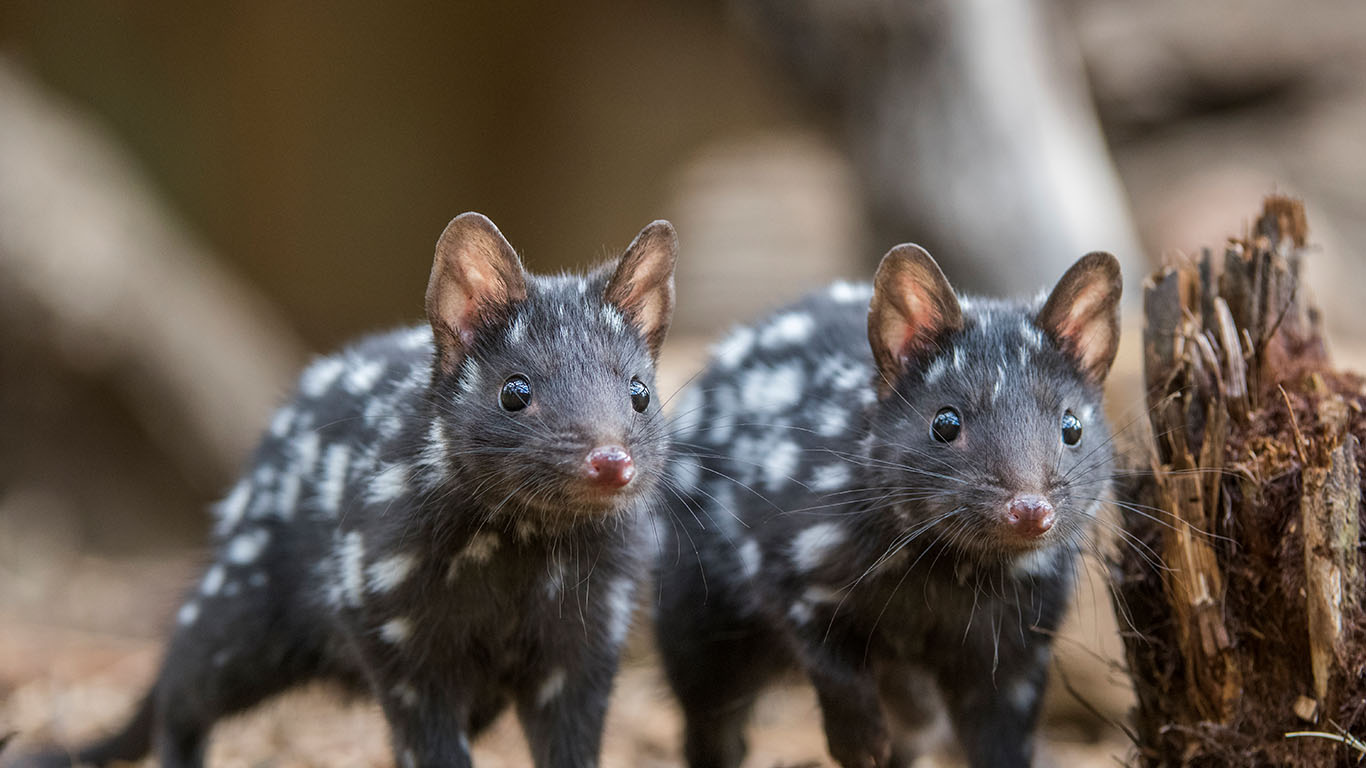 Eastern quolls in Tasmania, Australia (© Sean Crane/Minden Pictures)(Bing Australia)