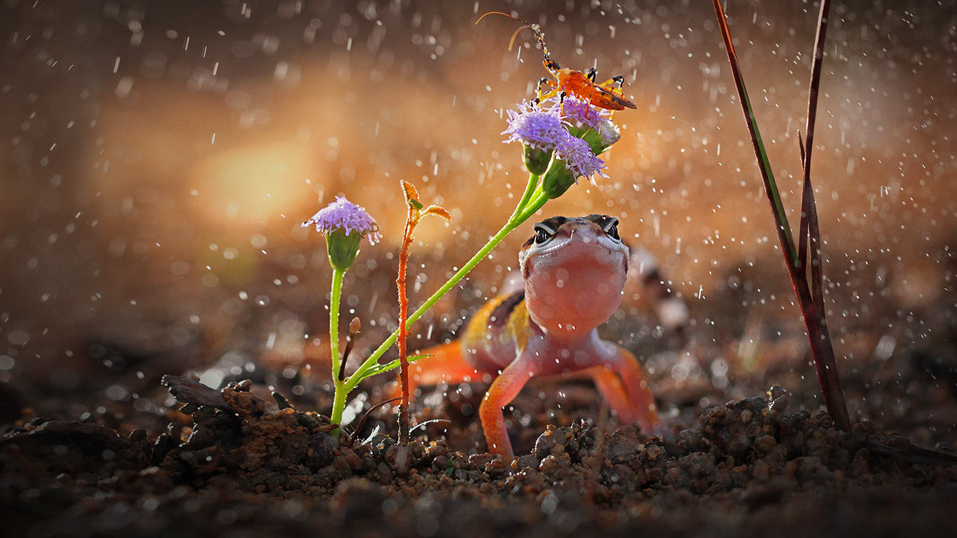 Gecko and insect on rainy day, Indonesia (© Shikhei Goh/Getty Images)(Bing United Kingdom)
