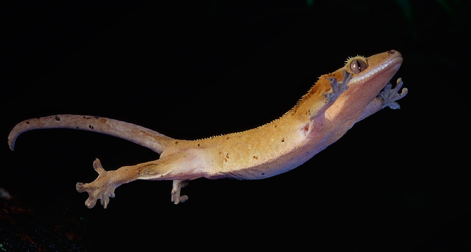 A New Caledonian Crested Gecko leaping in the air -- Joe McDonald/Corbis &copy; (Bing United Kingdom)