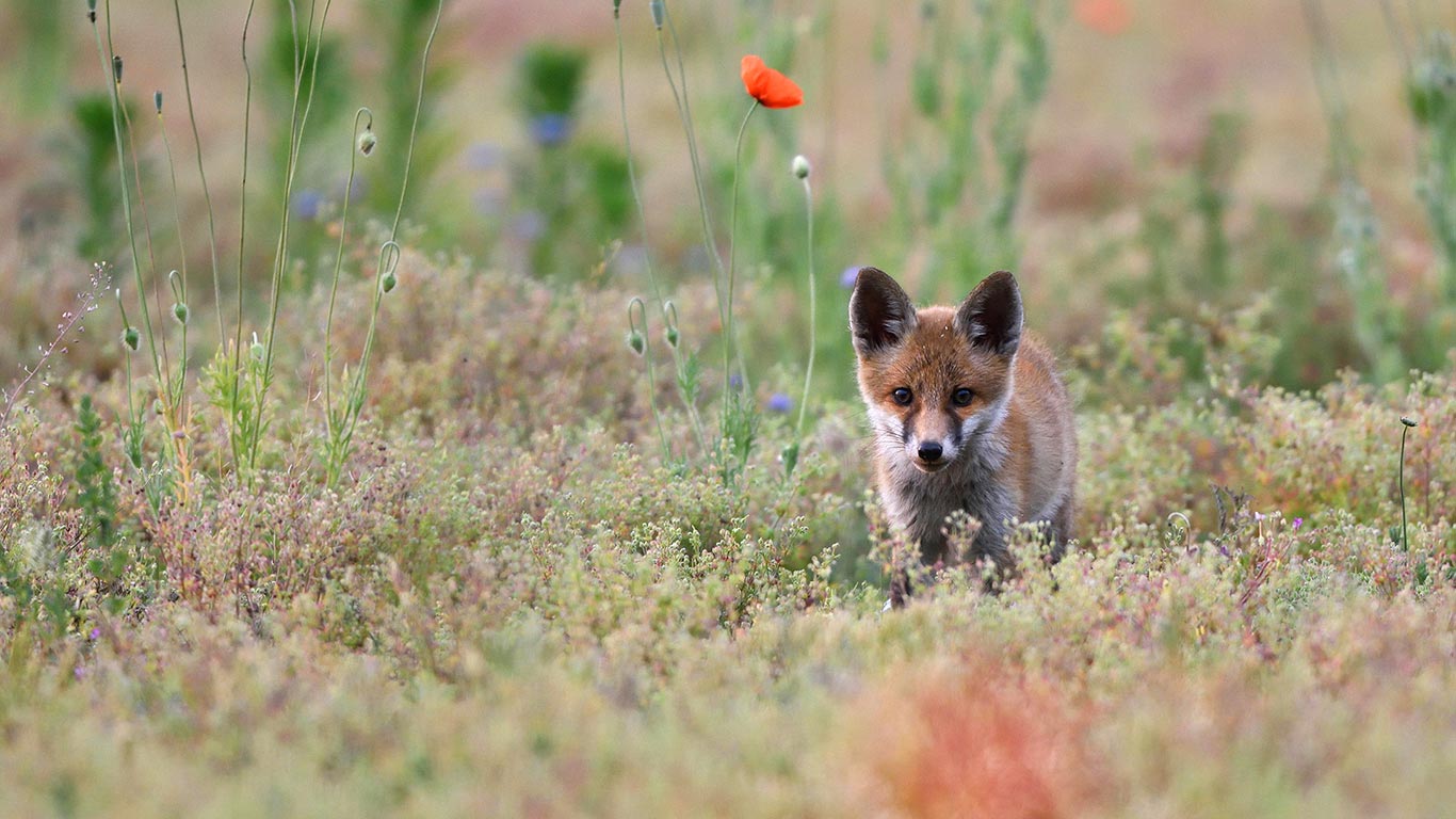 Junger Rotfuchs in der Lausitz, Sachsen, Deutschland (© Kevin Prönnecke/imageBROKER/Alamy Stock Photo)(Bing Deutschland)