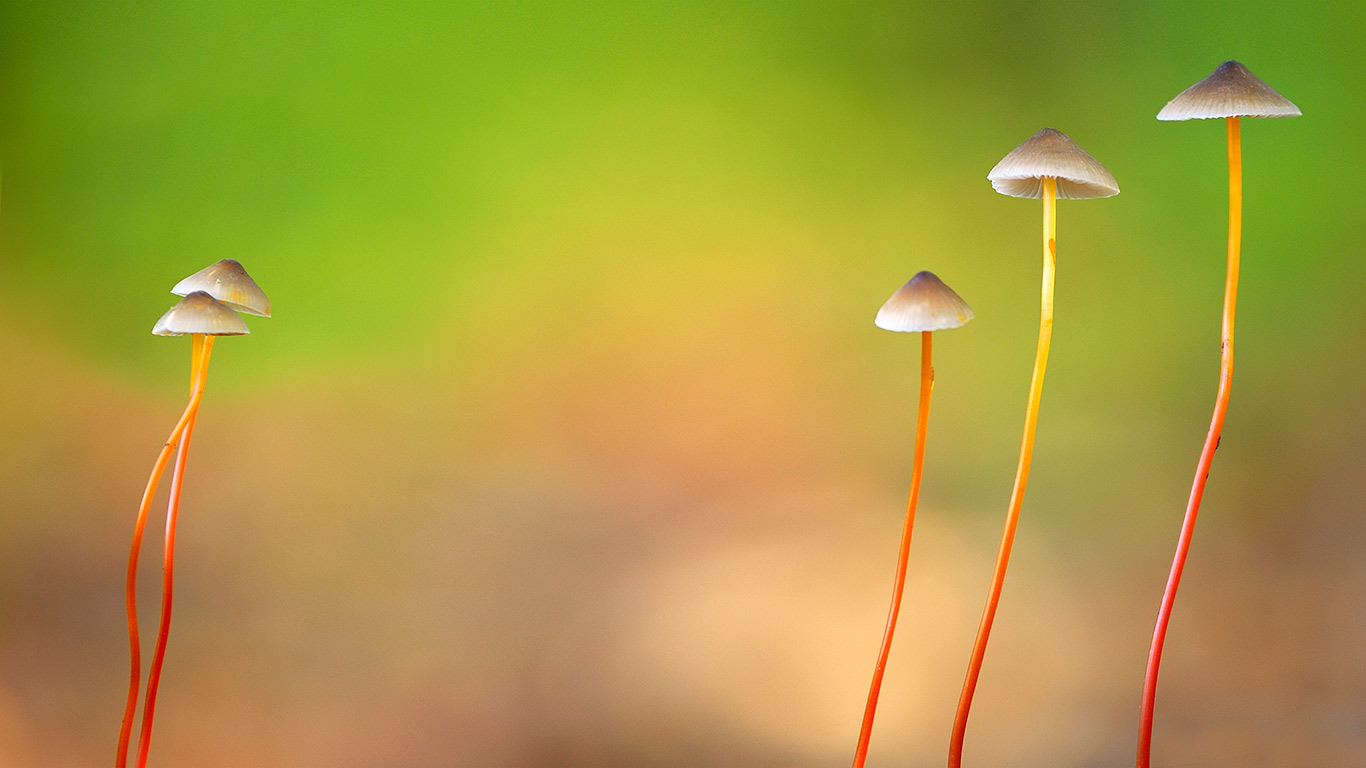 Saffrondrop bonnet mushrooms in Meerdaal, Belgium (© Danny Lap/Minden Pictures)(Bing United Kingdom)