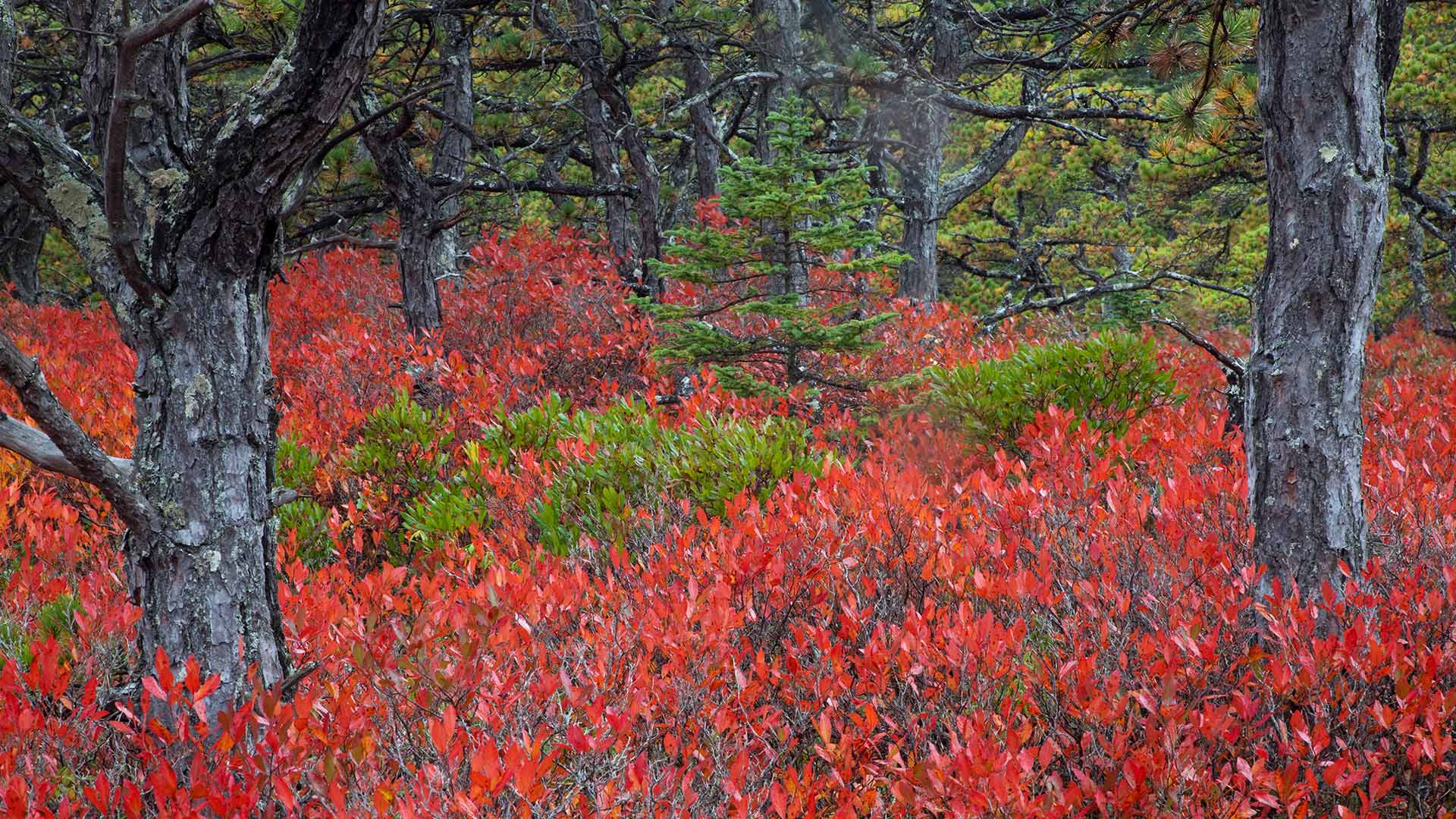Highbush blueberry plants in Acadia National Park, Maine (© Danita Delimont/Gallo Images/Getty Images Plus)(Bing United States)