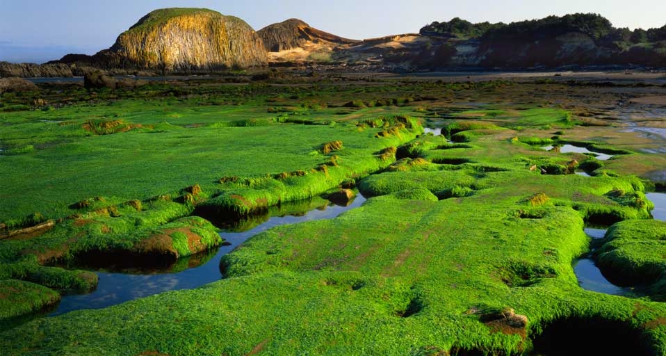 Seaweed covers sandstone formations at low tide below Elephant Rock at Seal Rock State Park, Oregon -- Steve Terrill/Corbis &copy; (Bing Canada)