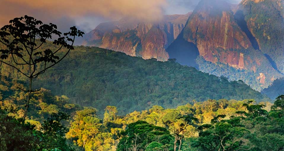 Atlantic rainforest and Organ Mountains in Serra dos Orgaos National Park, Brazil -- Frans Lanting/Corbis &copy; (Bing United Kingdom)