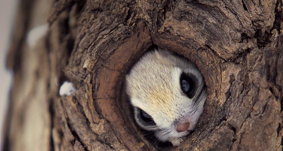 Squirrel hiding in a tree (© Norihisa Inomata/Photolibrary) &copy; (Bing United Kingdom)