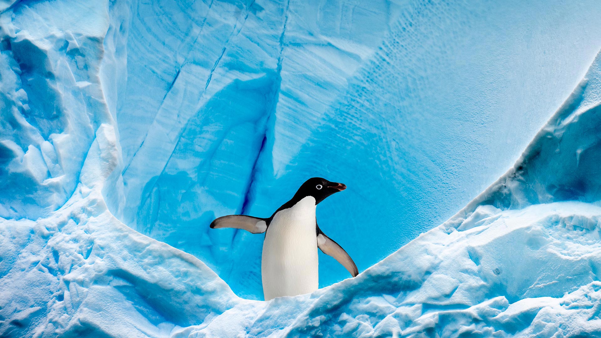 Adélie penguin in Graham Passage, Antarctic Peninsula, Antarctica (© Nick Garbutt/Minden Pictures)(Bing Canada)