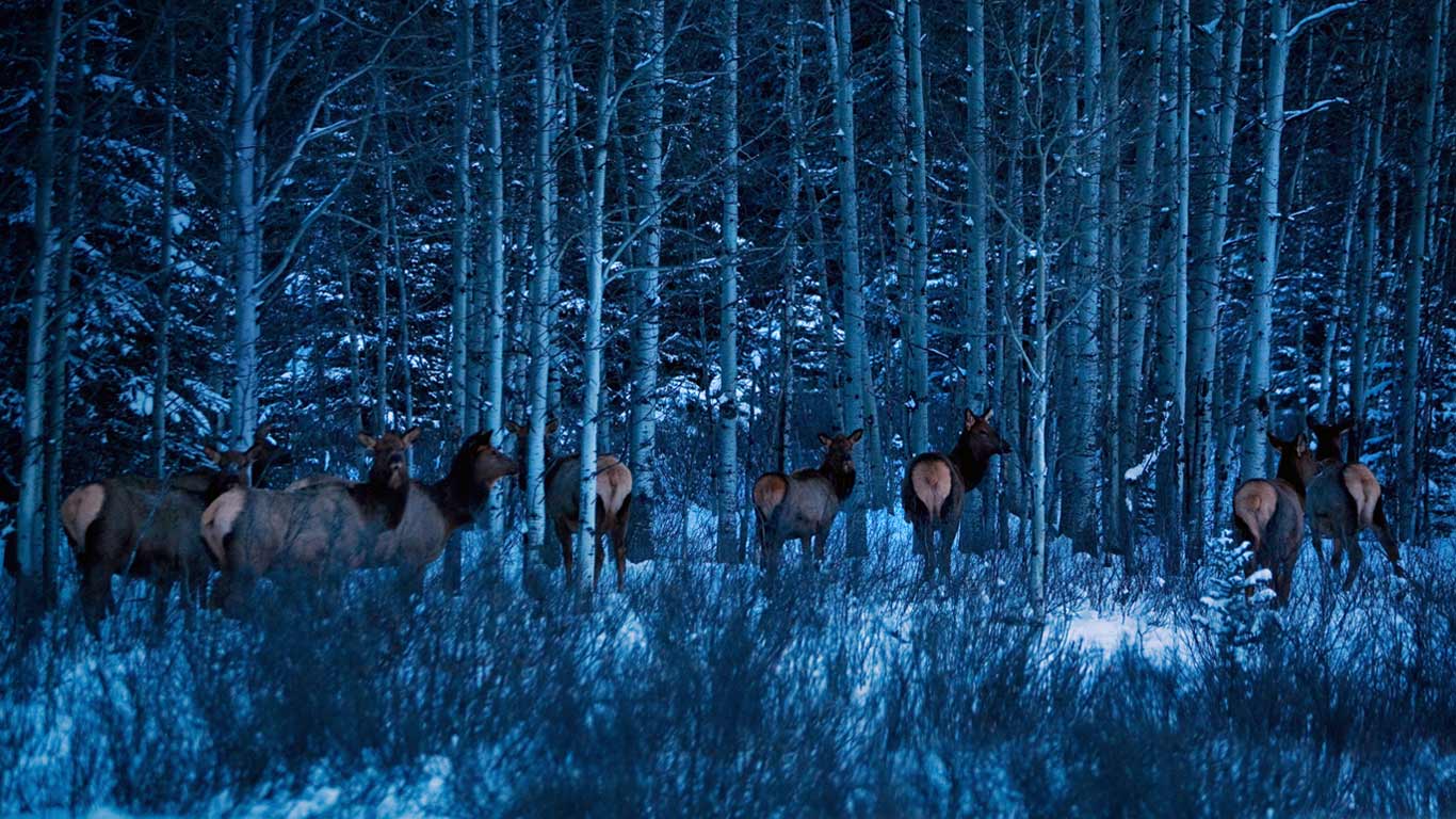 Elk near Banff National Park, Alberta, Canada (© Todd Korol/Aurora Photos)(Bing United Kingdom)