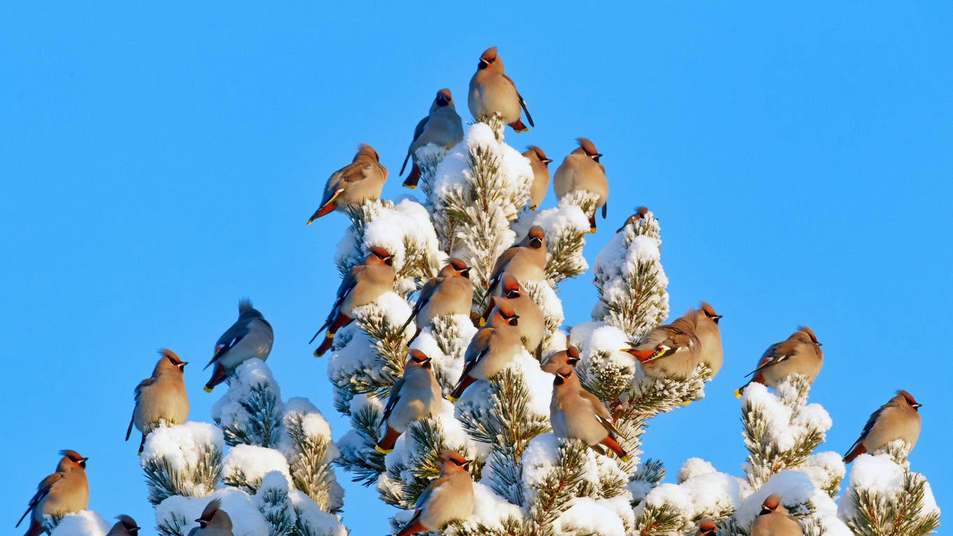 Bohemian waxwings in Kuusamo, Finland (© Markus Varesvuo/Minden Pictures)(Bing United Kingdom)