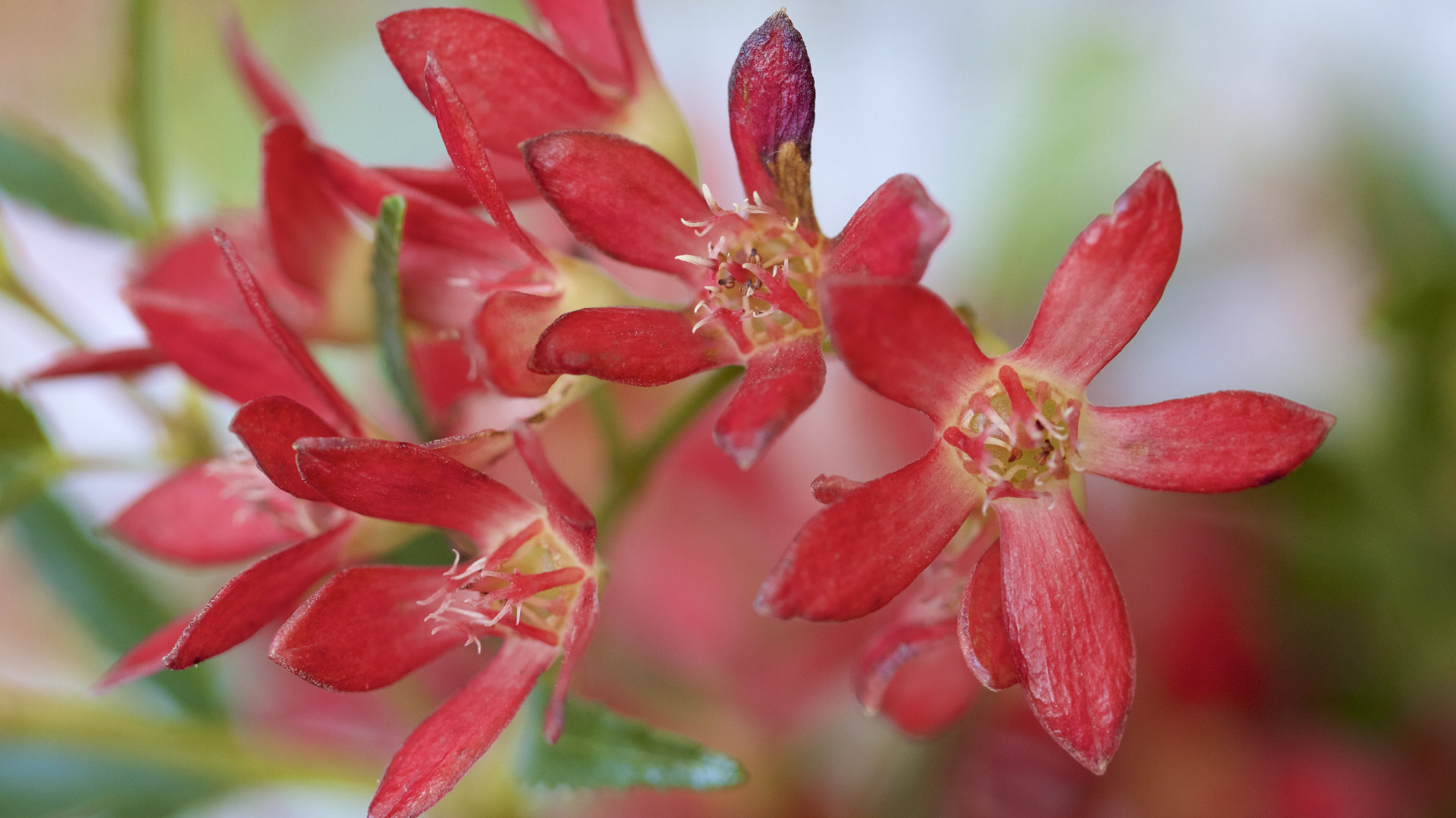 Macro shot of NSW Christmas bush (© Michael Leslie/Shutterstock)(Bing Australia)