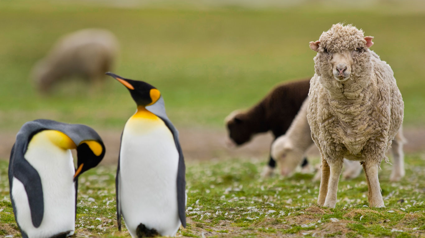 Sheep among a king penguin colony in the Falkland Islands (© Frans Lanting/Corbis)(Bing United Kingdom)