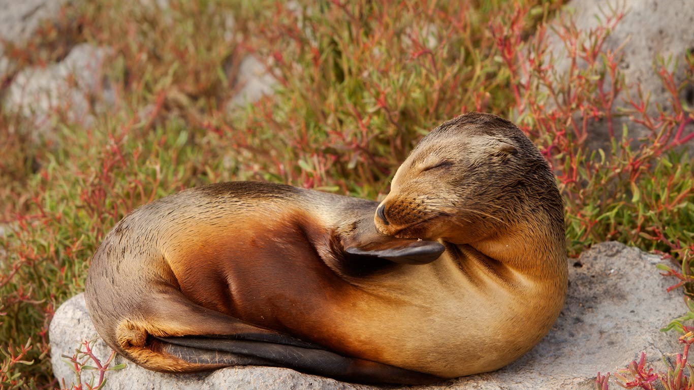 A young Galápagos sea lion on South Plaza Island, Galápagos archipelago, Ecuador (© Michael Durham/Tandem Stock)(Bing United Kingdom)