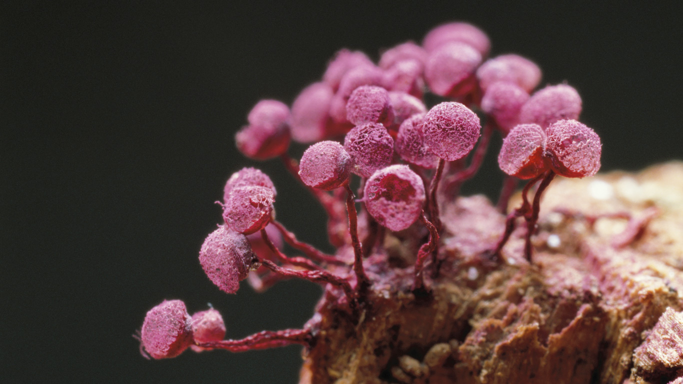 ｢ムラサキアミホコリ｣日本 (© Masana Izawa/Nature Production/Minden Pictures)(Bing Japan)