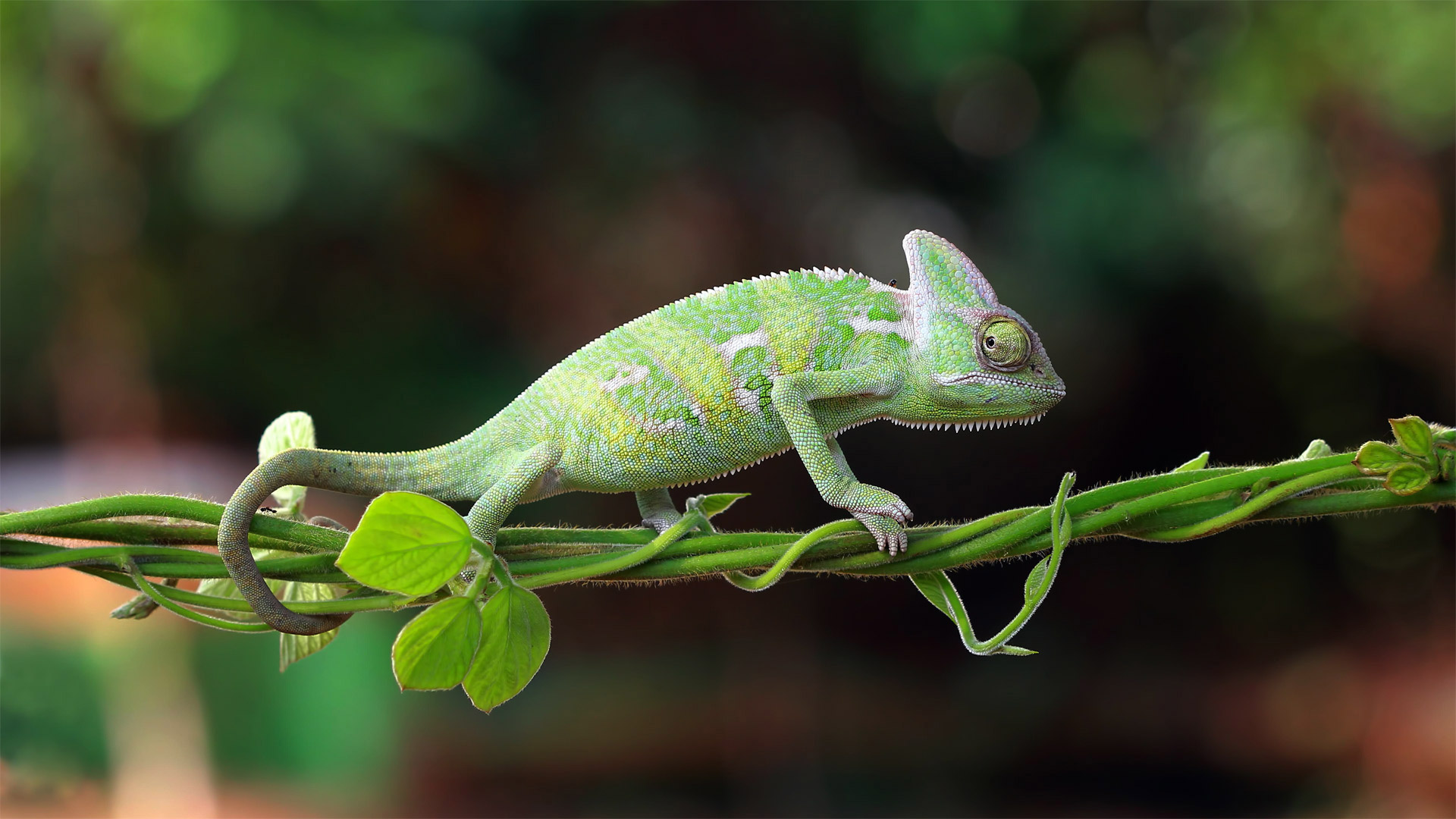 Chameleon walking on a plant, Indonesia (© SnapRapid/Offset by Shutterstock)(Bing United Kingdom)