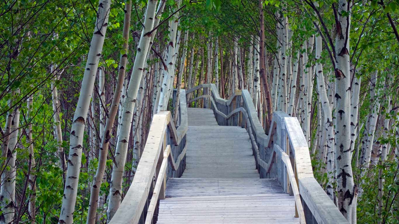 Raised boardwalk and white birch trees in Sackville Waterfowl Park, Sackville, New Brunswick, Canada  (© Dale Wilson/Getty Images)(Bing United Kingdom)