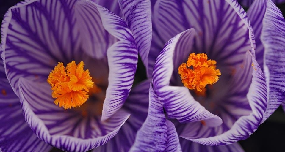 Crocus blossoms in early spring (© Don Johnston/age fotostock) &copy; (Bing United Kingdom)