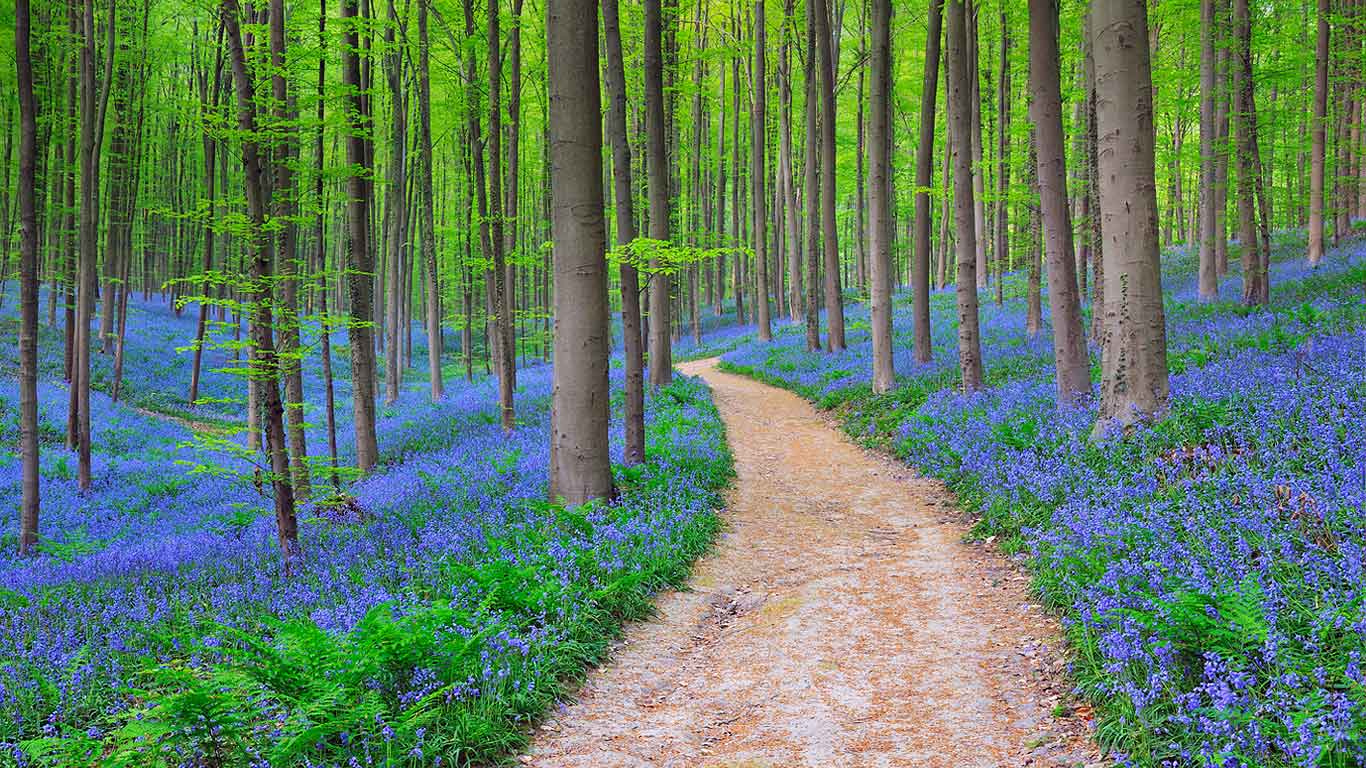 Bluebells in the Halle Forest near Halle, Belgium (© Raimund Linke/Ocean/Corbis)(Bing United States)