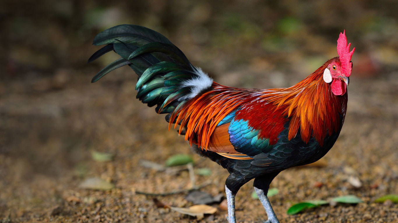 A brown leghorn rooster (© Lukchai Chaimongkon/Getty Images)(Bing United Kingdom)