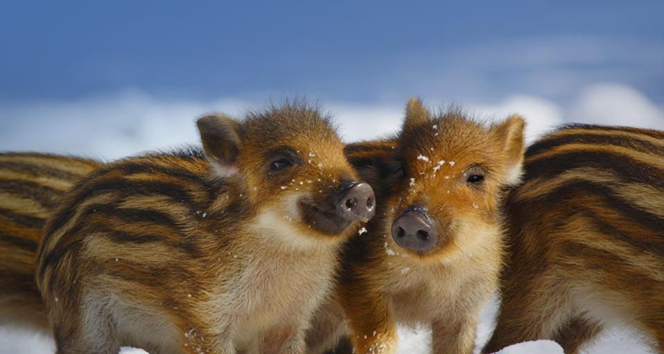 Wild piglets in Schleswig-Holstein, Germany (© Gerhard Schulz/age fotostock) &copy; (Bing United Kingdom)