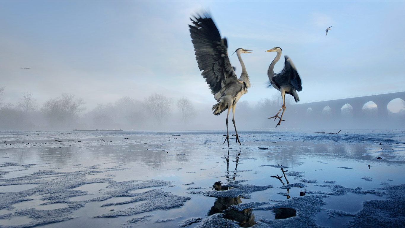 Two Grey herons (Ardea cinerea) squabbling over fish, River Tame, Stockport, Greater Manchester (© Terry Whittaker/Corbis)(Bing United Kingdom)