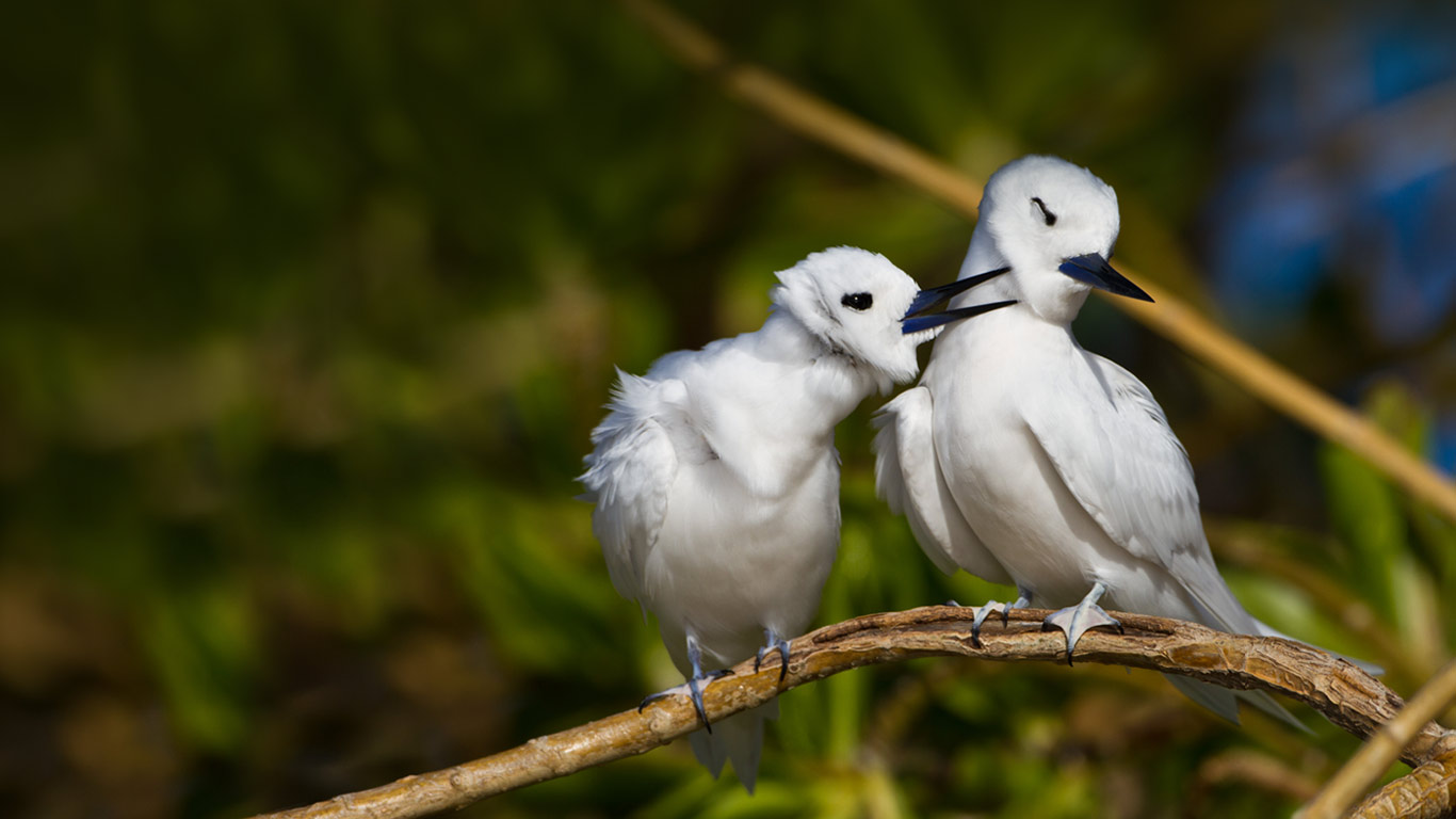 White terns on Sand Island, Midway Atoll, Papahānaumokuākea Marine National Monument, USA (© Tony Ernst)(Bing United Kingdom)