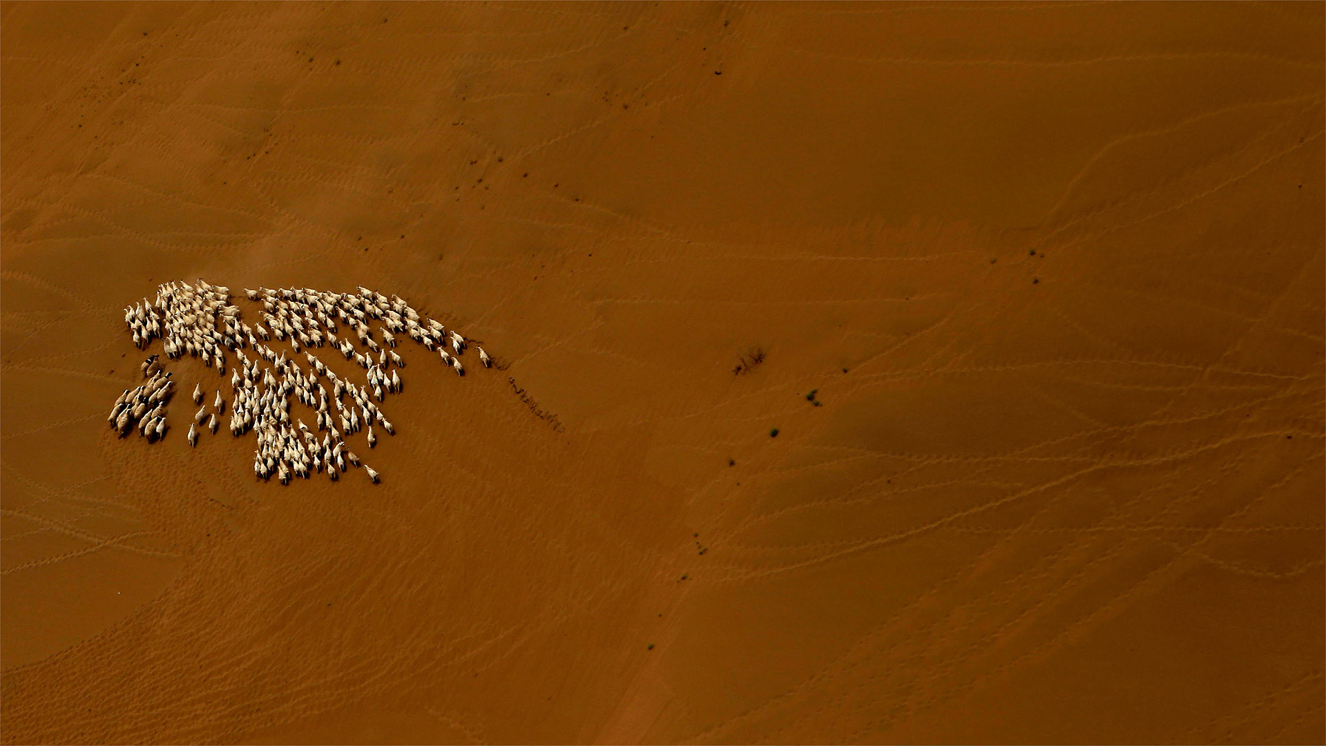 A flock of sheep in the Gobi Desert (© Patrick Baz/Getty Images)(Bing United Kingdom)