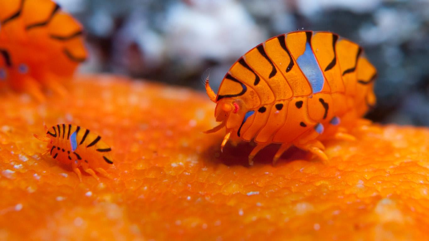 Gammaridean amphipods in the waters off Tokyo, Japan (© Atopapa/Corbis)(Bing United Kingdom)
