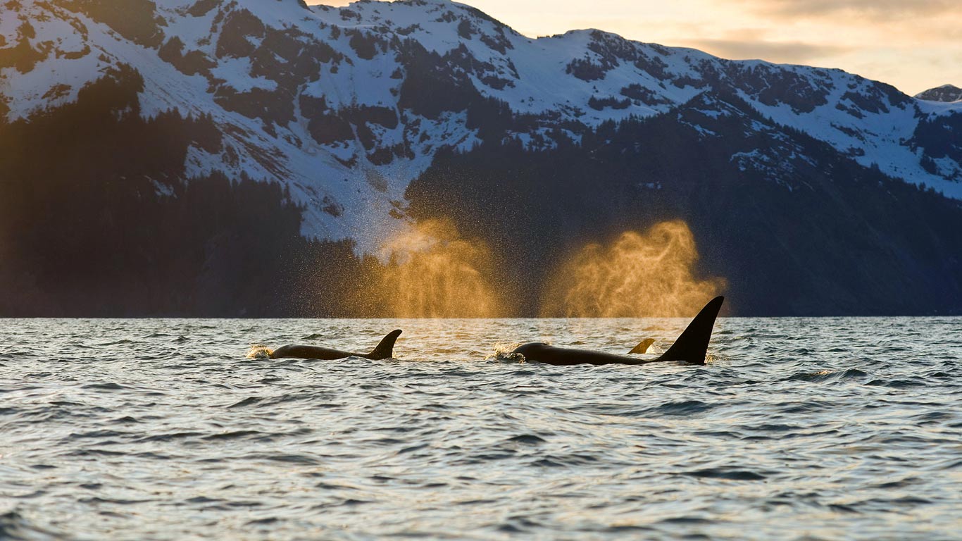Orcas in Resurrection Bay near Kenai Fjords National Park, Alaska, USA (© Steven Kazlowski/SuperStock)(Bing United Kingdom)