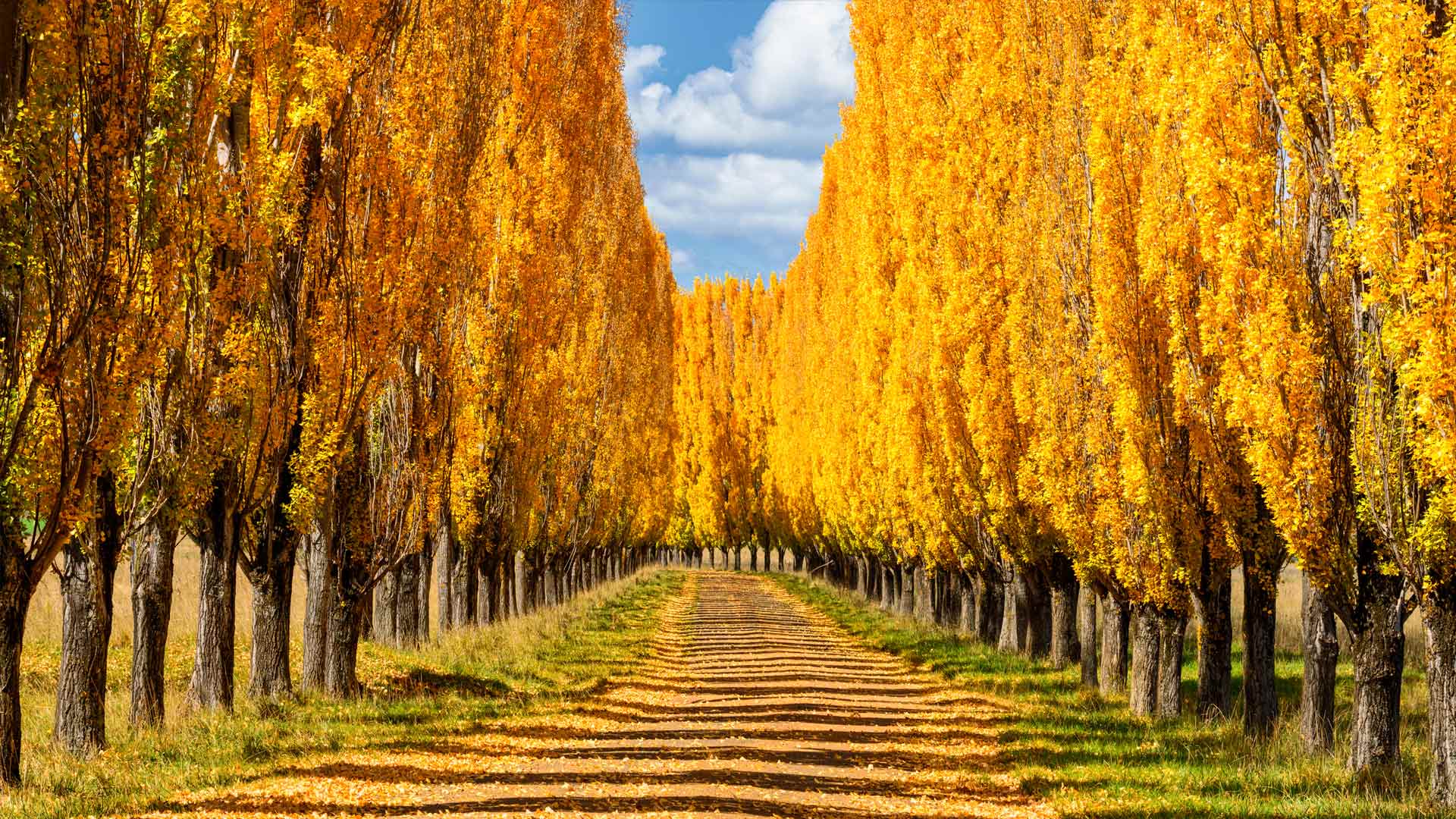 新英格兰的杨树，澳大利亚新南威尔士州 (© ILYA GENKIN/Alamy)(Bing China)