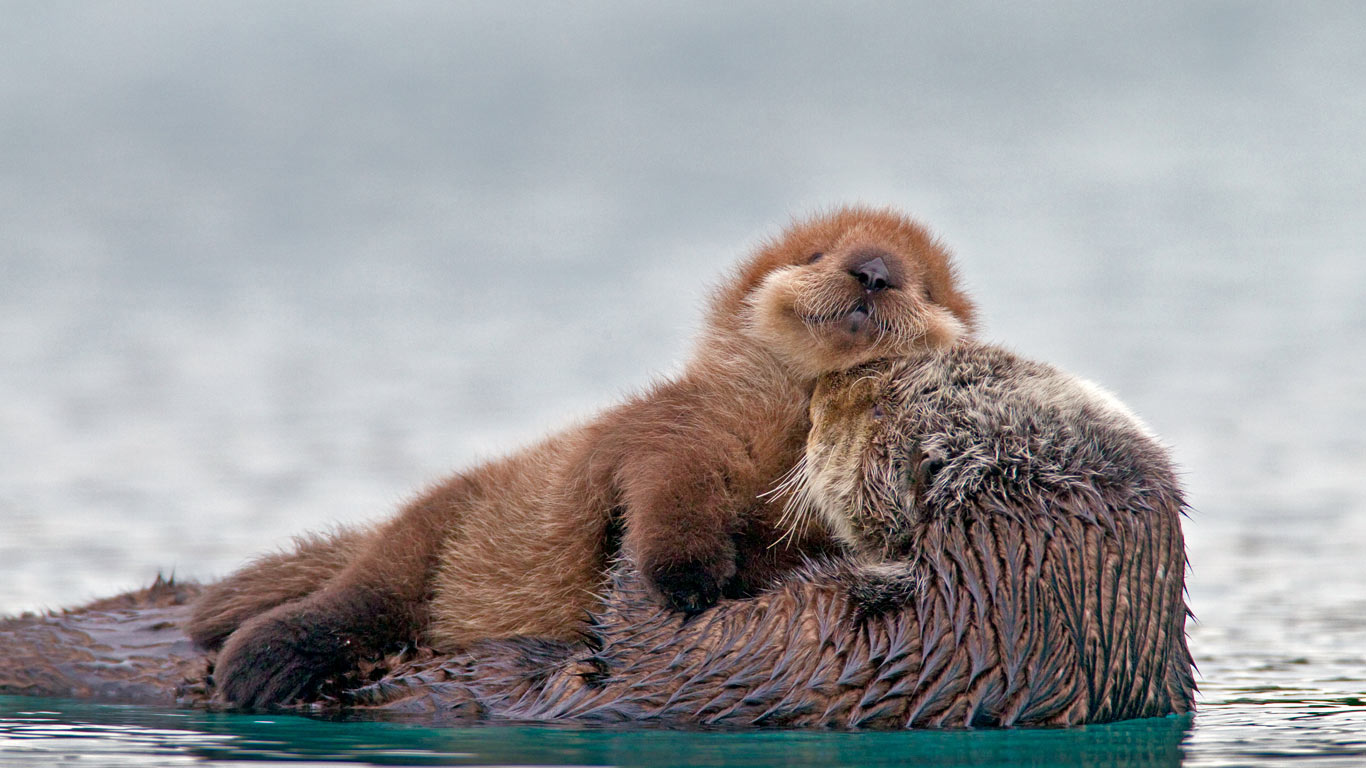 Sea otter with pup, Prince William Sound, Alaska, USA (© AlaskaStock/Masterfile)(Bing United Kingdom)