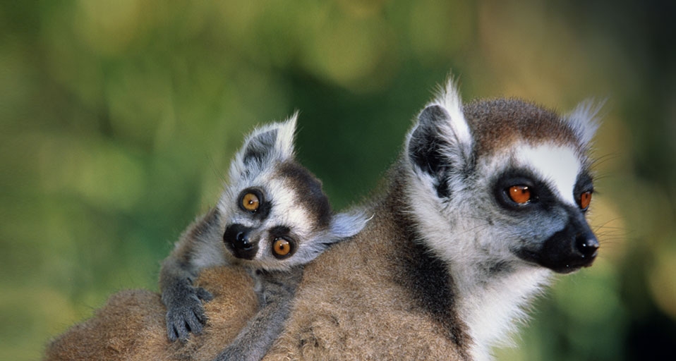 Close-up of a ring-tailed lemur with its offspring (© SuperStock) &copy; (Bing United Kingdom)