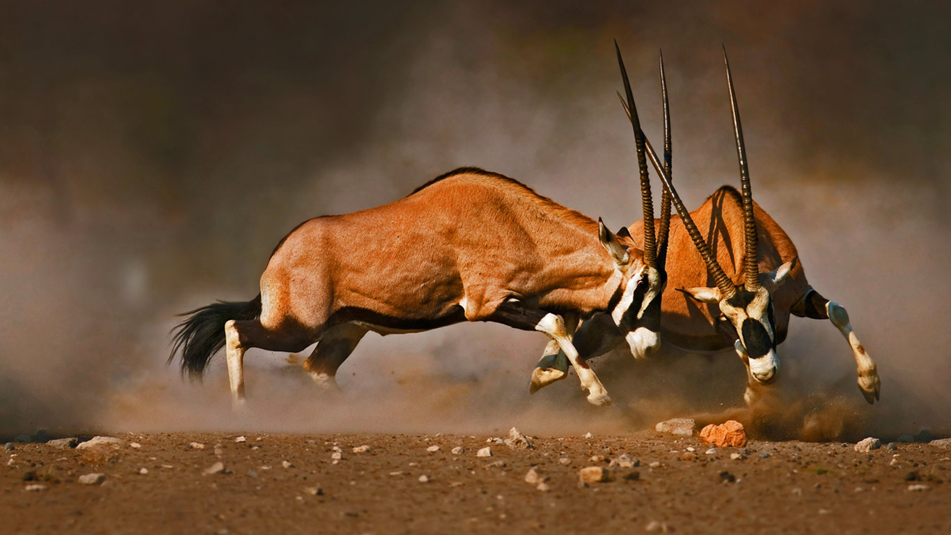 Male gemsboks clash at Etosha National Park, Namibia (© Johan Swanepoel/Shutterstock)(Bing United Kingdom)