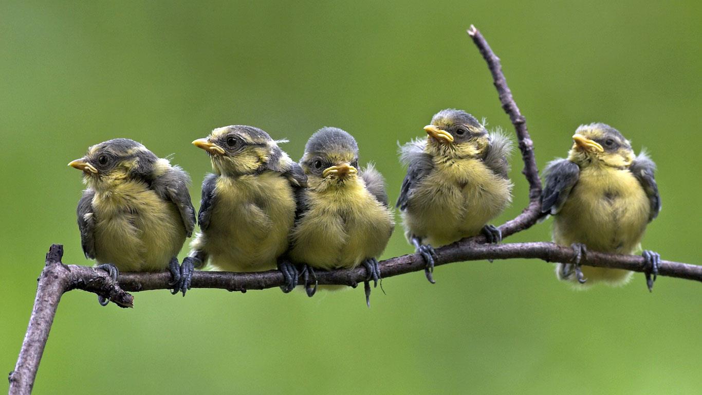 Blue tit chicks on a branch (© blickwinkel/Alamy)(Bing United States)