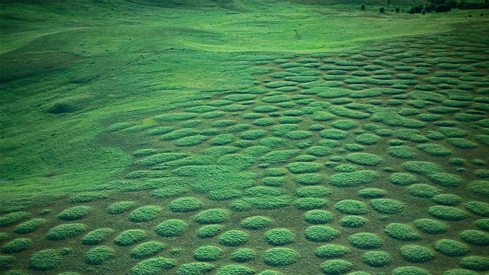 Mima mounds at Oregon’s Zumwalt Prairie, USA (© Michael Durham/Minden Pictures)(Bing United Kingdom)