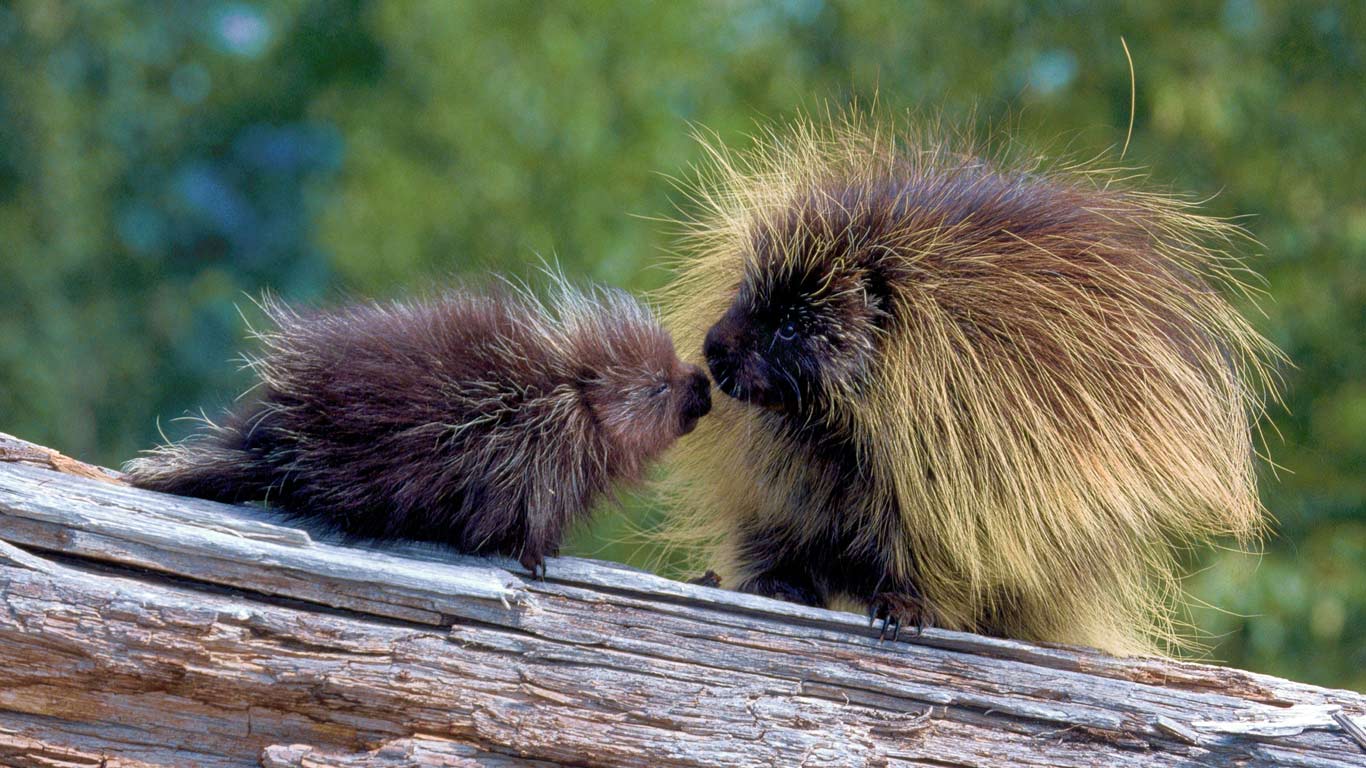 Porcupines in Glacier National Park, Montana, USA (© D. Robert & Lorri Franz/Aurora Photos)(Bing United Kingdom)