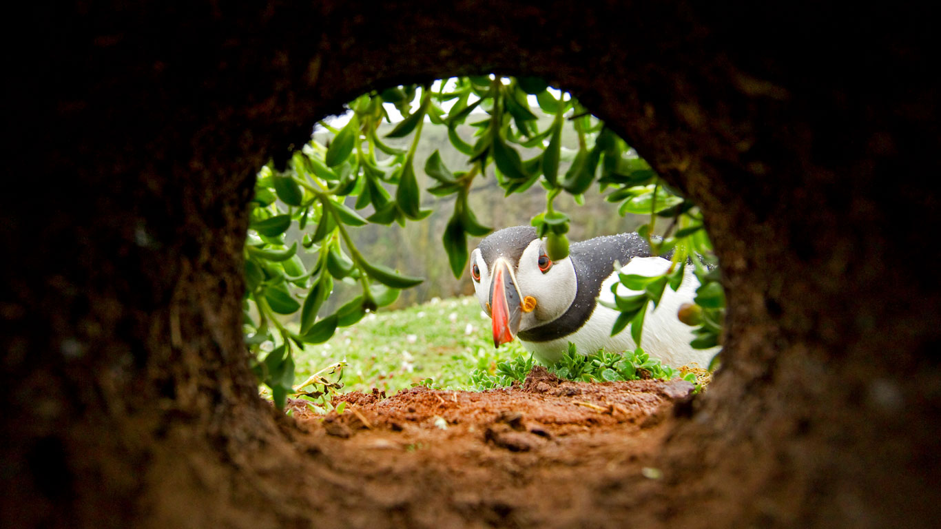 An Atlantic puffin inspects a nesting burrow on Skomer Island, Wales (© Danny Green/Minden Pictures)(Bing United Kingdom)