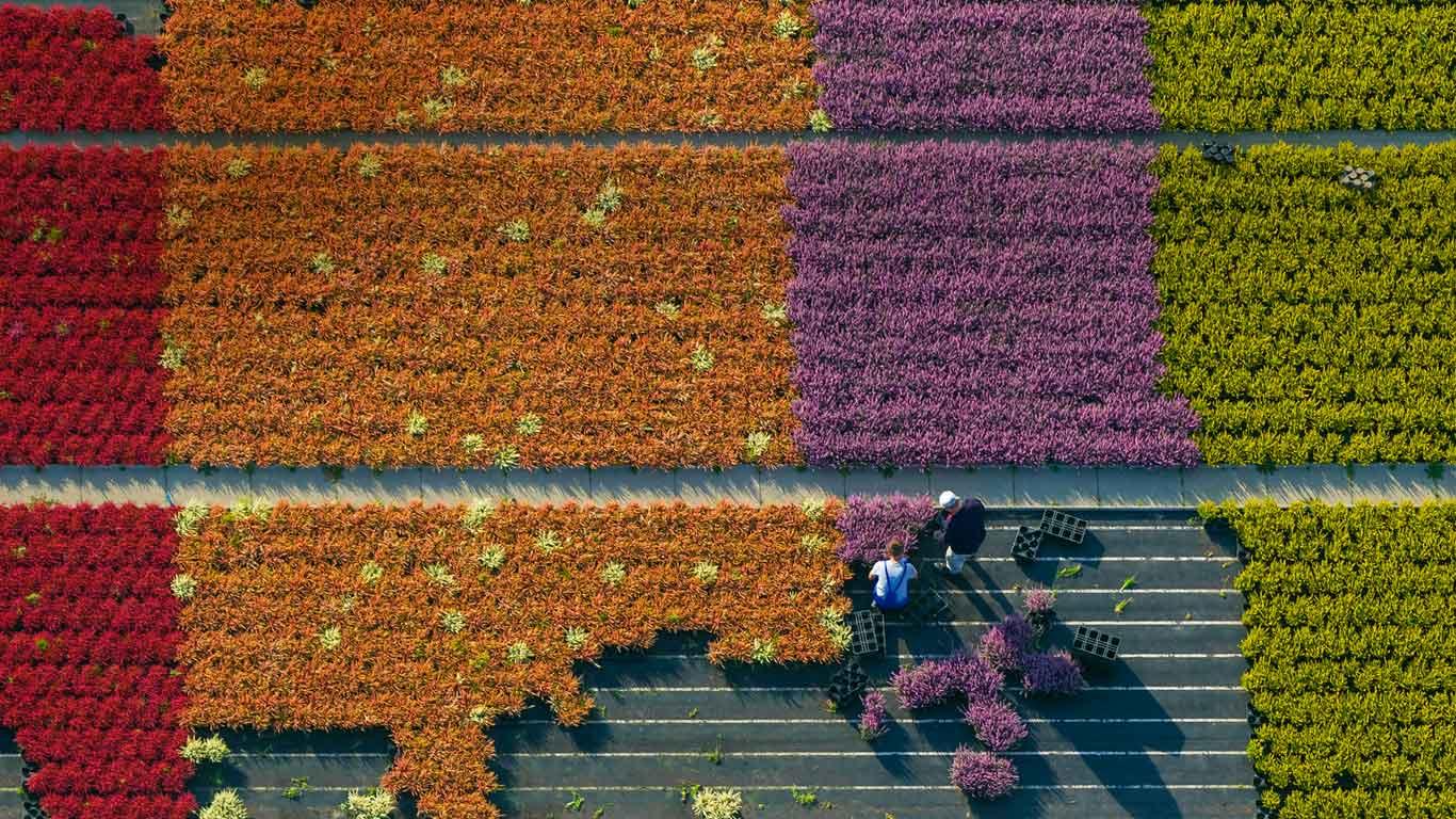 Aerial view of a flower farm, North Rhine-Westphalia, Germany (© Hans Blossey/Corbis)(Bing United Kingdom)