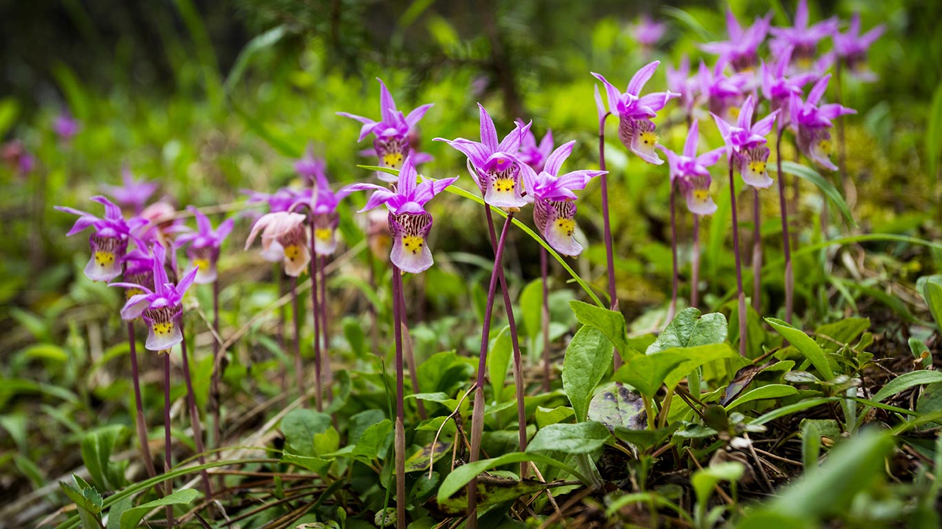 Calypso Orchids, Banff National Park, Alberta (© Paul Zizka/Getty Images)(Bing Canada)