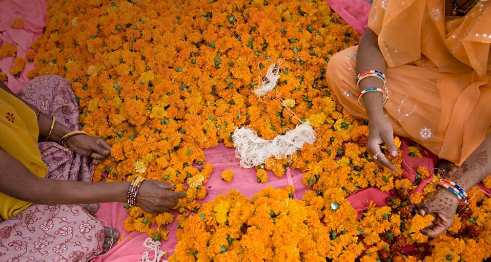 Women use yellow marigolds to make flower necklaces at the Tripolia Bazaar in Jaipur, Rajasthan, India – Douglas Pearson/Corbis &copy; (Bing Canada)