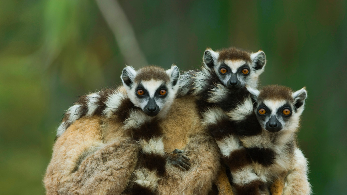 Ring-tailed lemurs at Berenty Reserve in Madagascar (© Art Wolfe/Alamy)(Bing United States)