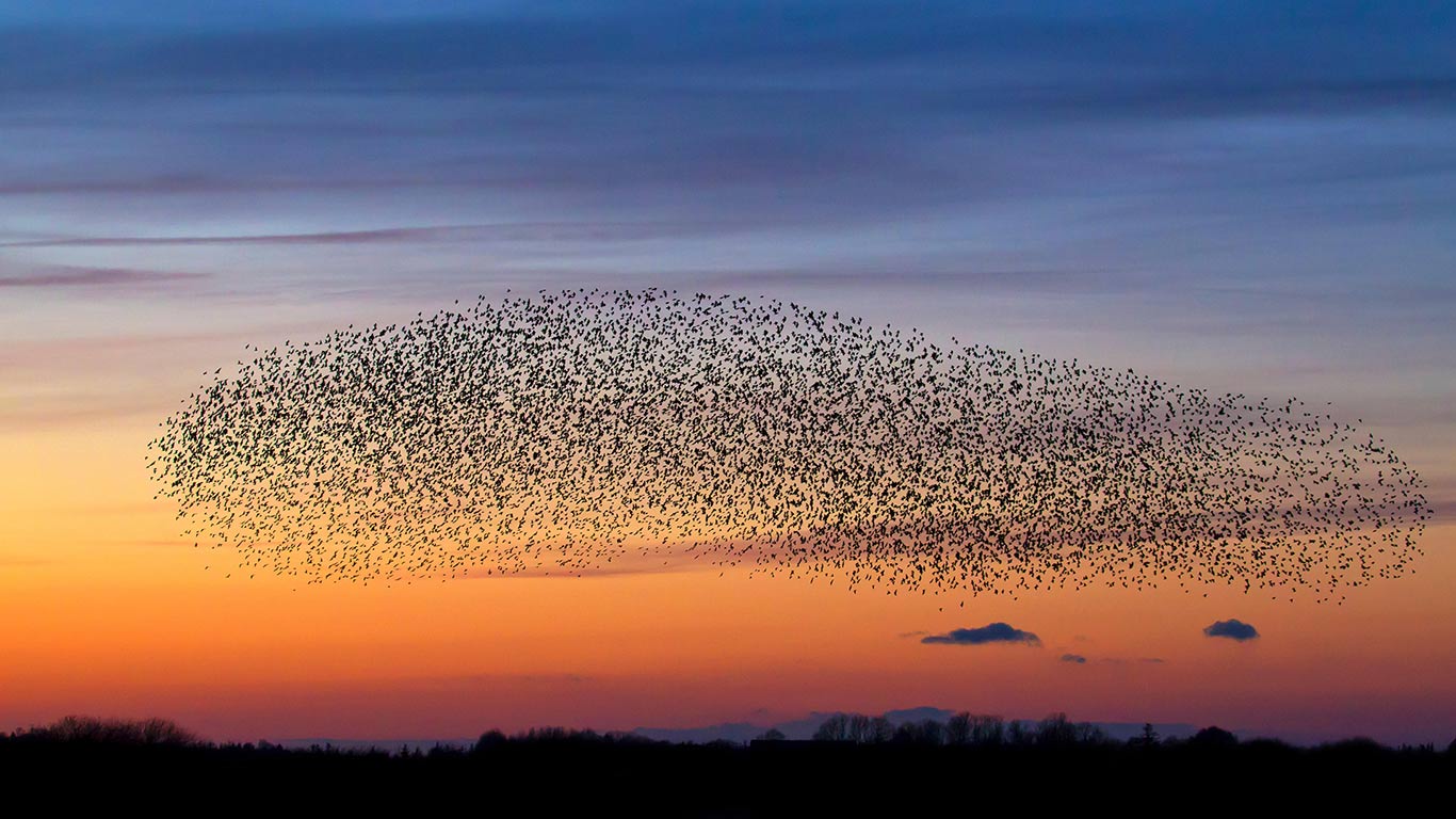 Starenschwarm in der Abenddämmerung (© Arterra Picture Library/Alamy Stock Foto)(Bing Deutschland)