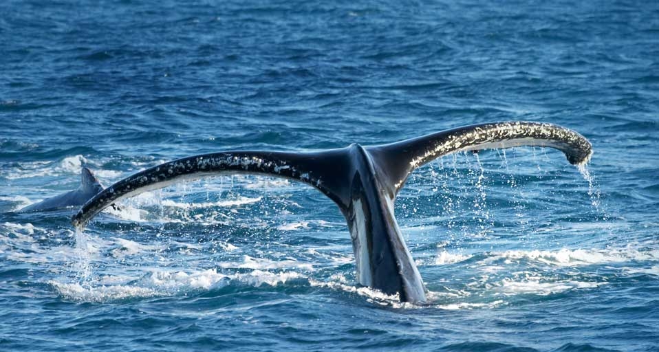 Tail of Humpback Whale, Hervey Bay, Queensland, Australia (Megaptera novaeangliae) (© David Wall/DanitaDelimont.com) &copy; (Bing Australia)