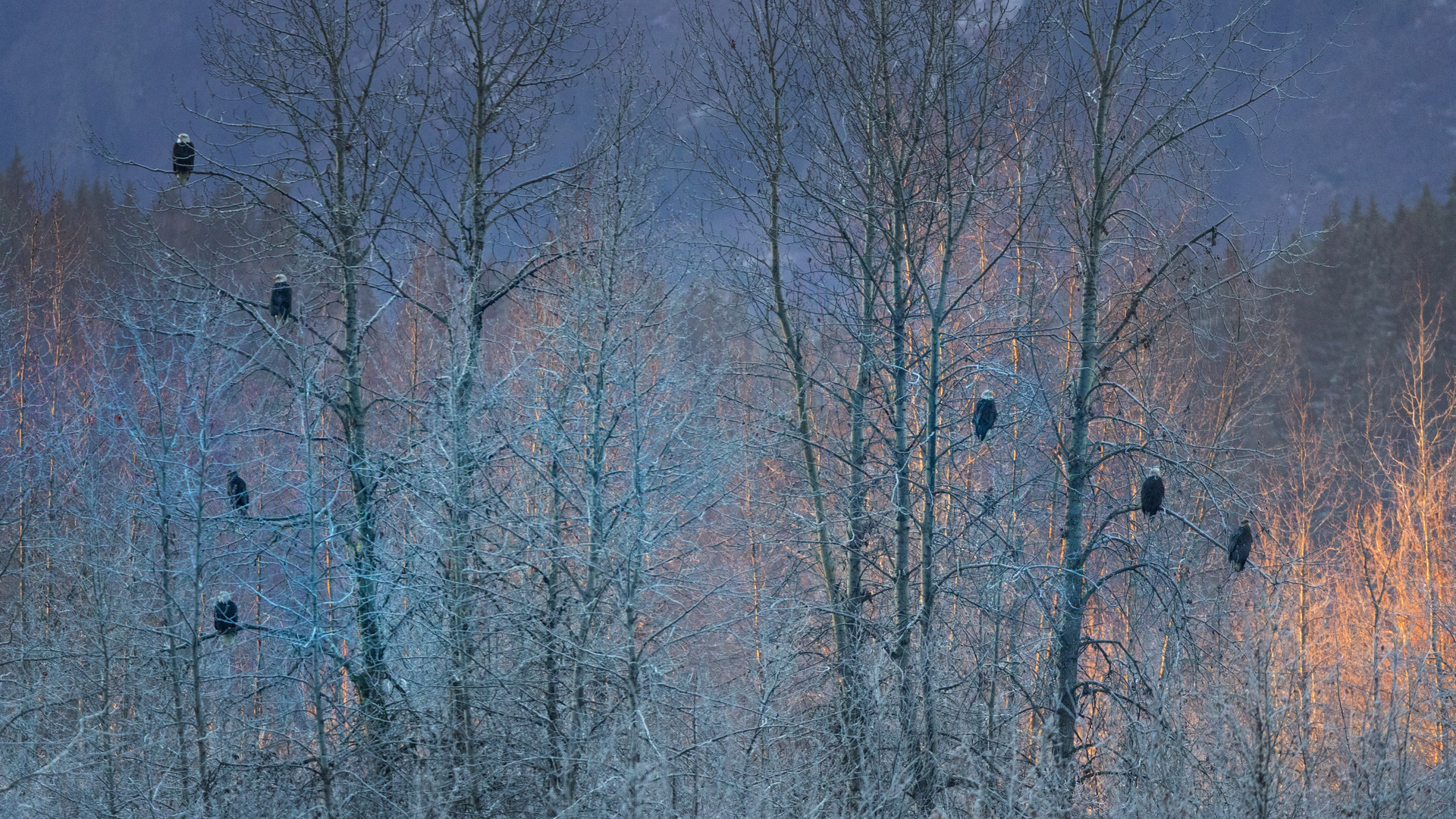 Bald eagles near Haines, Alaska (© Marion Vollborn/Minden Pictures)(Bing United States)