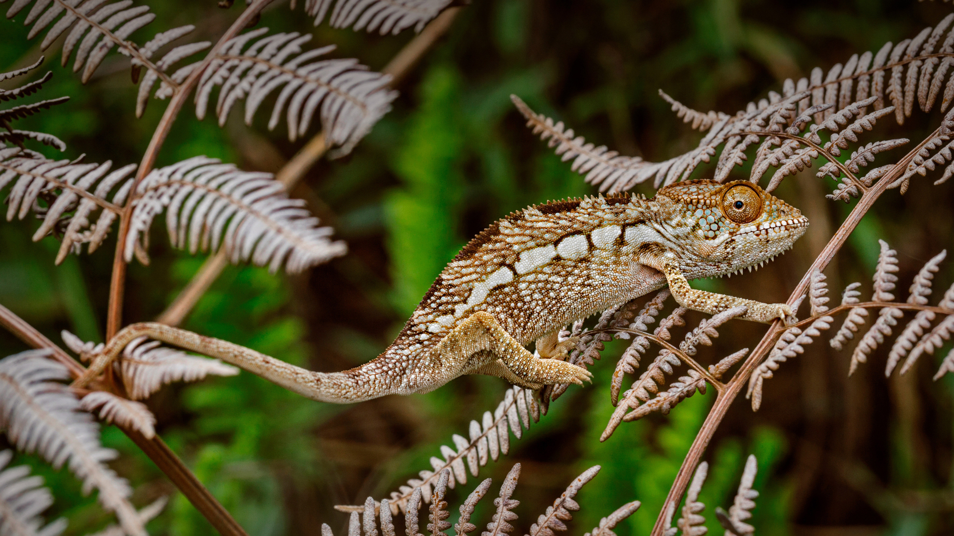 Panther chameleon in Amber Mountain National Park, Madagascar (© Christian Ziegler/Minden Pictures)(Bing Canada)